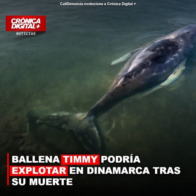 BALLENA TIMMY PODRÍA EXPLOTAR EN DINAMARCA TRAS SU MUERTE