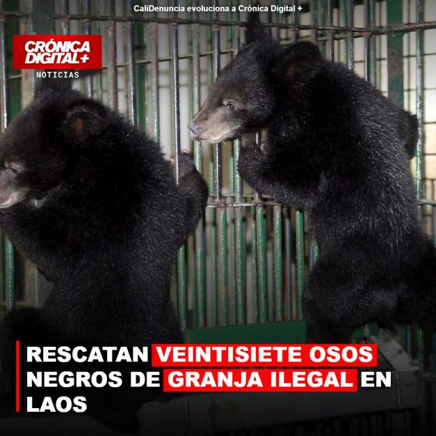 RESCATAN VEINTISIETE OSOS NEGROS DE GRANJA ILEGAL EN LAOS