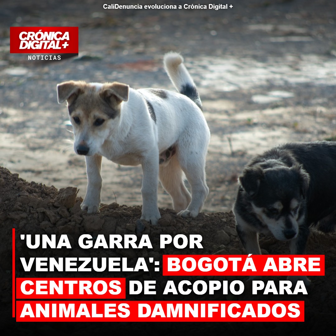 Bogotá se moviliza: campañas de recolección para animales afectados en Venezuela