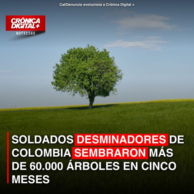 Desminadores colombianos: 60.000 árboles en 5 meses tras la remoción de minas