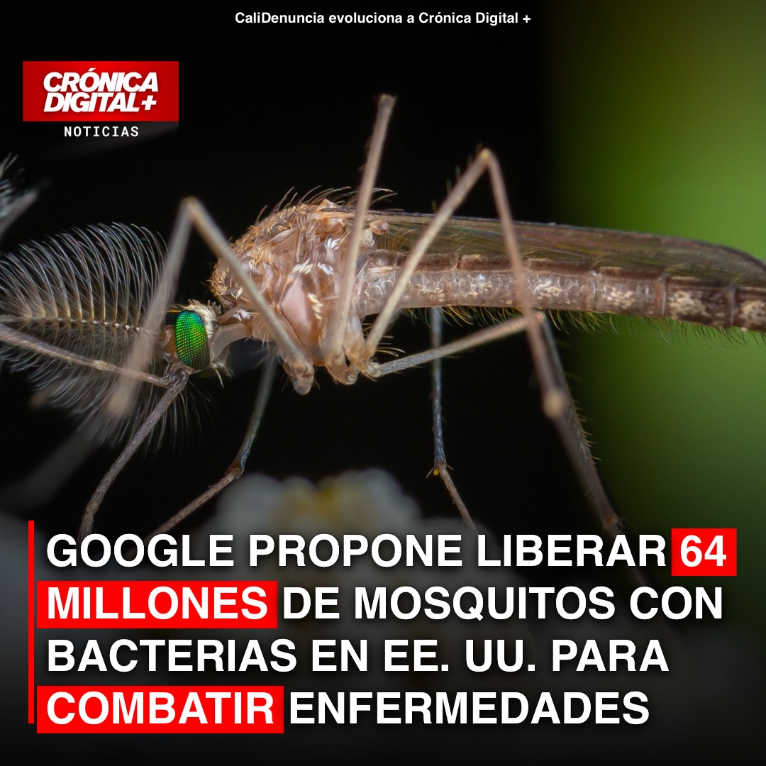 GOOGLE PROPONE LIBERAR 64 MILLONES DE MOSQUITOS CON BACTERIAS EN EE. UU. PARA COMBATIR ENFERMEDADES