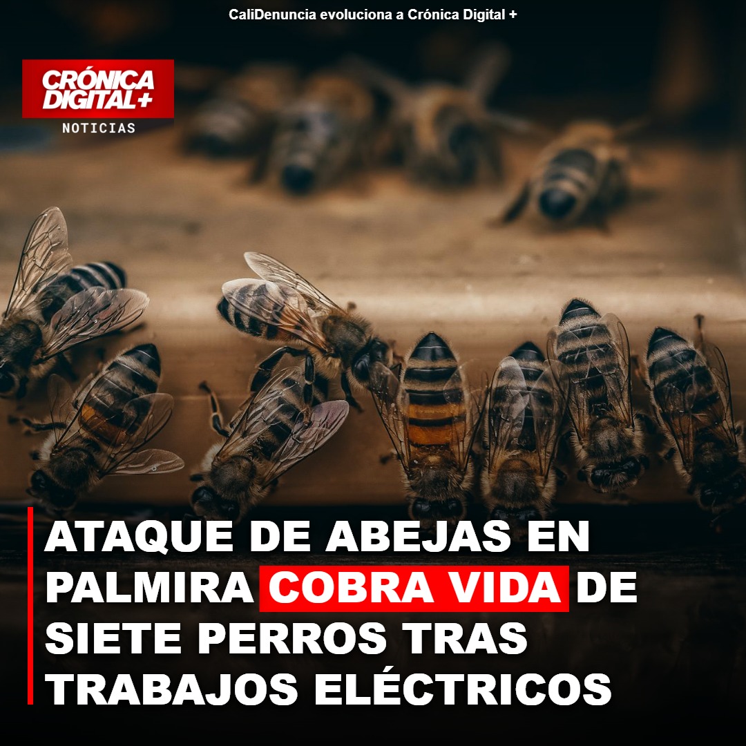Muerte de 7 perros por abejas en Palmira: ¿negligencia de Celsia?