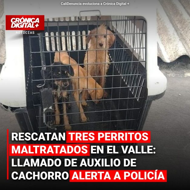 Policía de Cali rescata cuatro perros maltratados tras cruel agresión