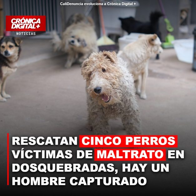 Rescatan cinco perros maltratados en Dosquebradas; un hombre ha sido capturado