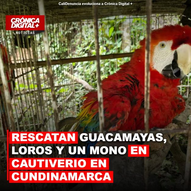 RESCATAN GUACAMAYAS, LOROS Y UN MONO EN CAUTIVERIO EN CUNDINAMARCA