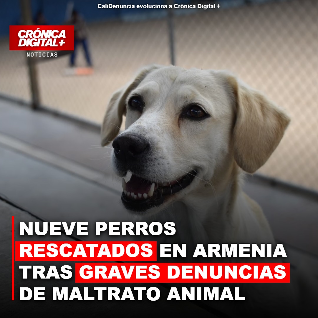 Rescatan nueve perros en Armenia por severas denuncias de maltrato animal