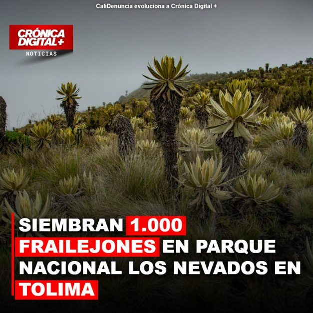 Siembran mil frailejones en Los Nevados para proteger ecosistema vital