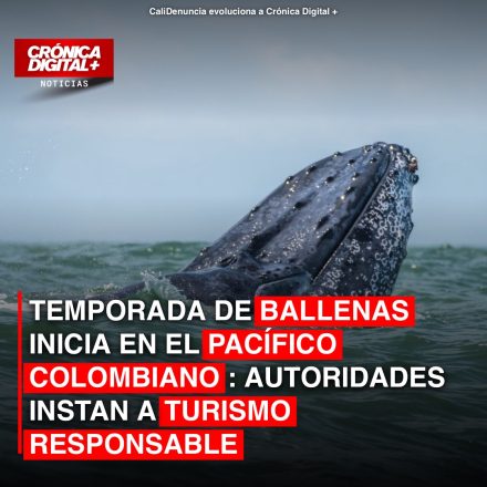 Ballenas jorobadas regresan al Pacífico colombiano: llamado a turismo responsable