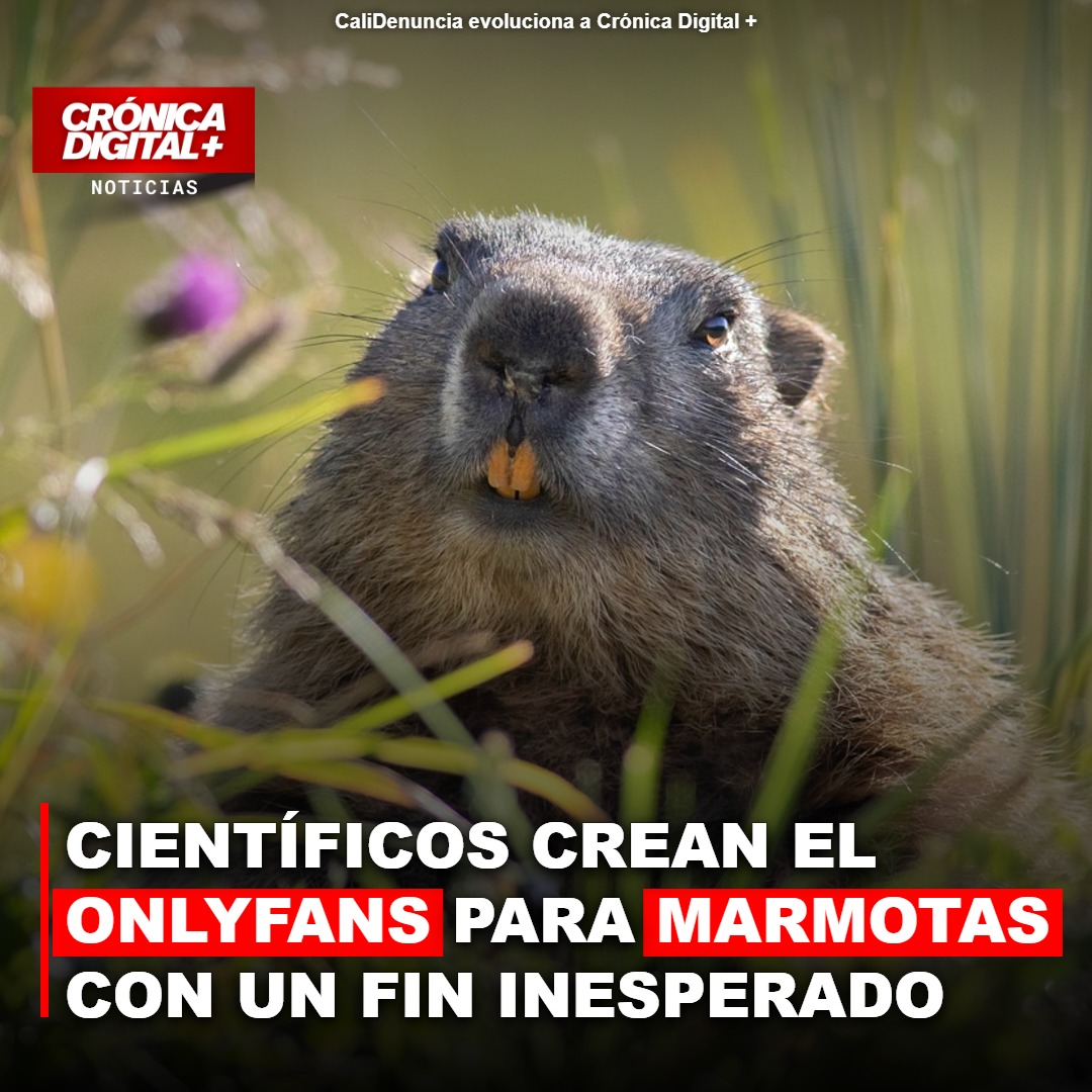 Científicos lanzan ‘OnlyMarms’: financiación para estudio de marmotas vía videos exclusivos