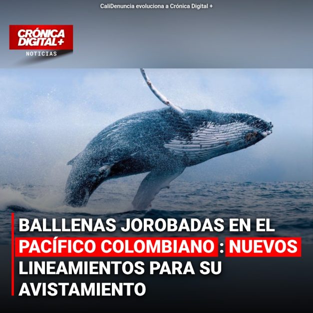 Colombia refuerza normativas para avistamiento de ballenas jorobadas: turismo consciente