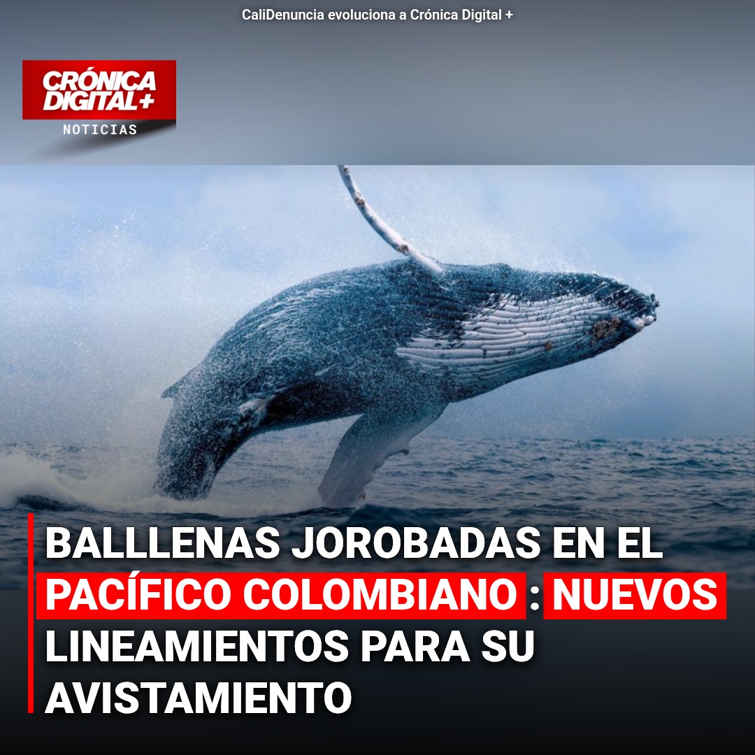 Colombia refuerza normativas para avistamiento de ballenas jorobadas: turismo consciente