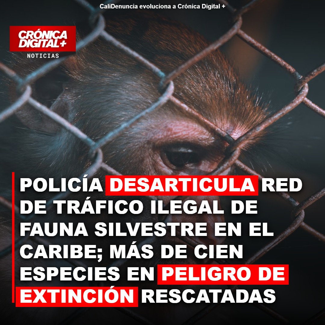 Desmantelan red de tráfico de fauna con 109 especies amazónicas rescatadas