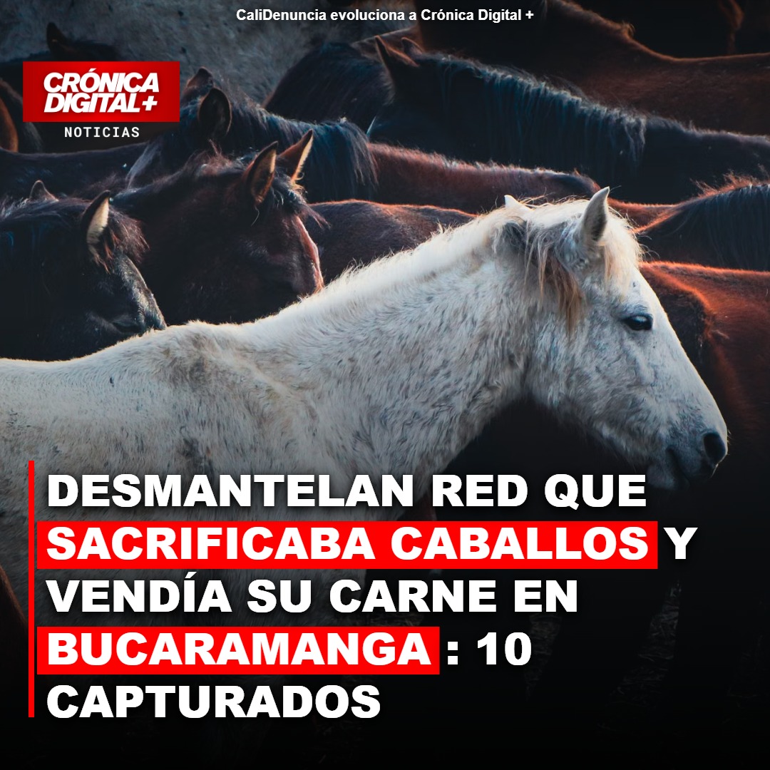 Desmantelan red que sacrificaba caballos y vendía carne ilegal en Bucaramanga