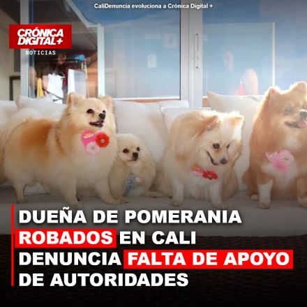 Dueña de Pomerania robados en Cali denuncia inacción oficial y frustra la búsqueda