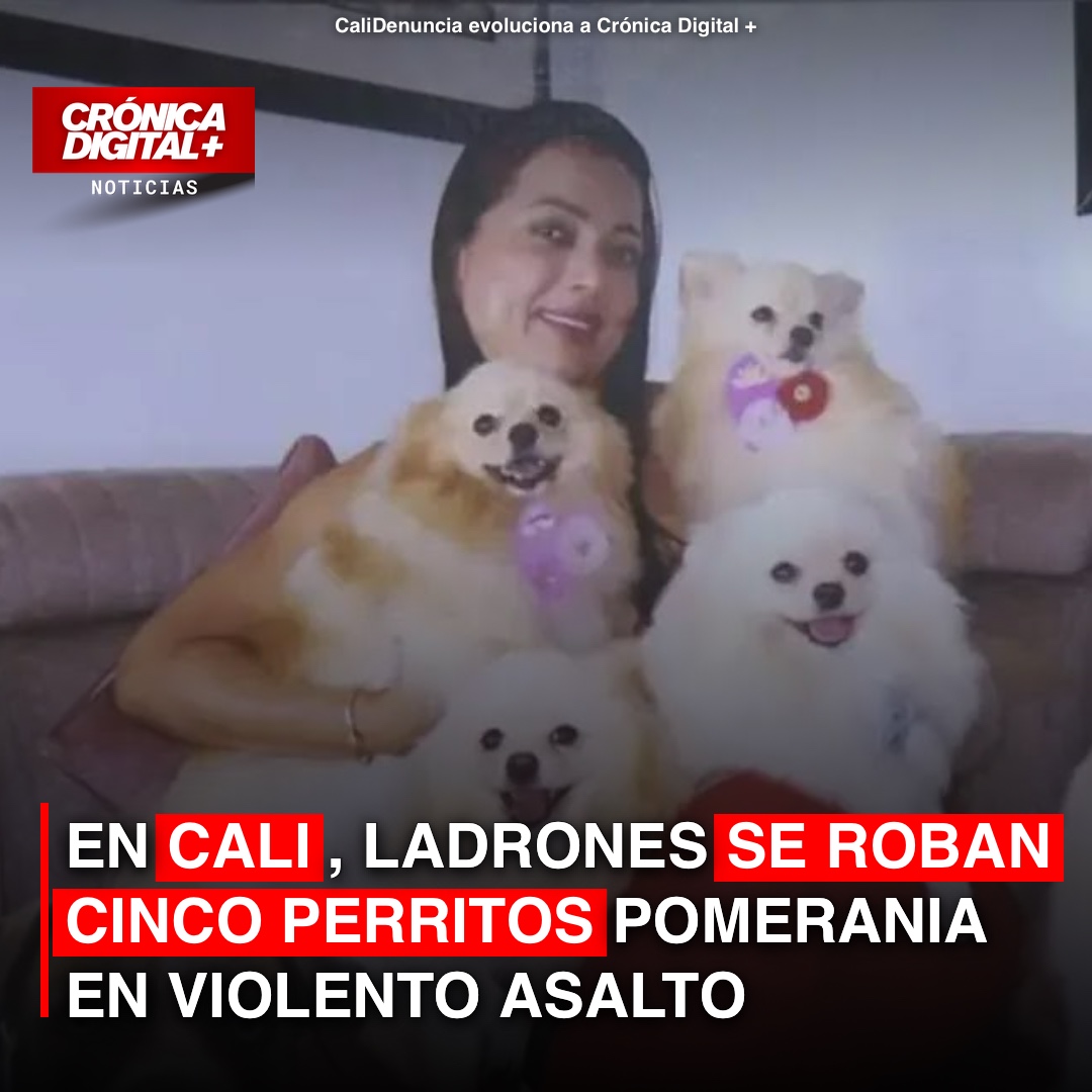 EN CALI, LADRONES SE ROBAN CINCO PERRITOS POMERANIA EN VIOLENTO ASALTO