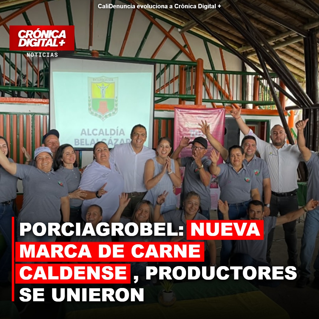 Porciagrobel: porcicultores de Belalcázar lanzan marca de carne caldense