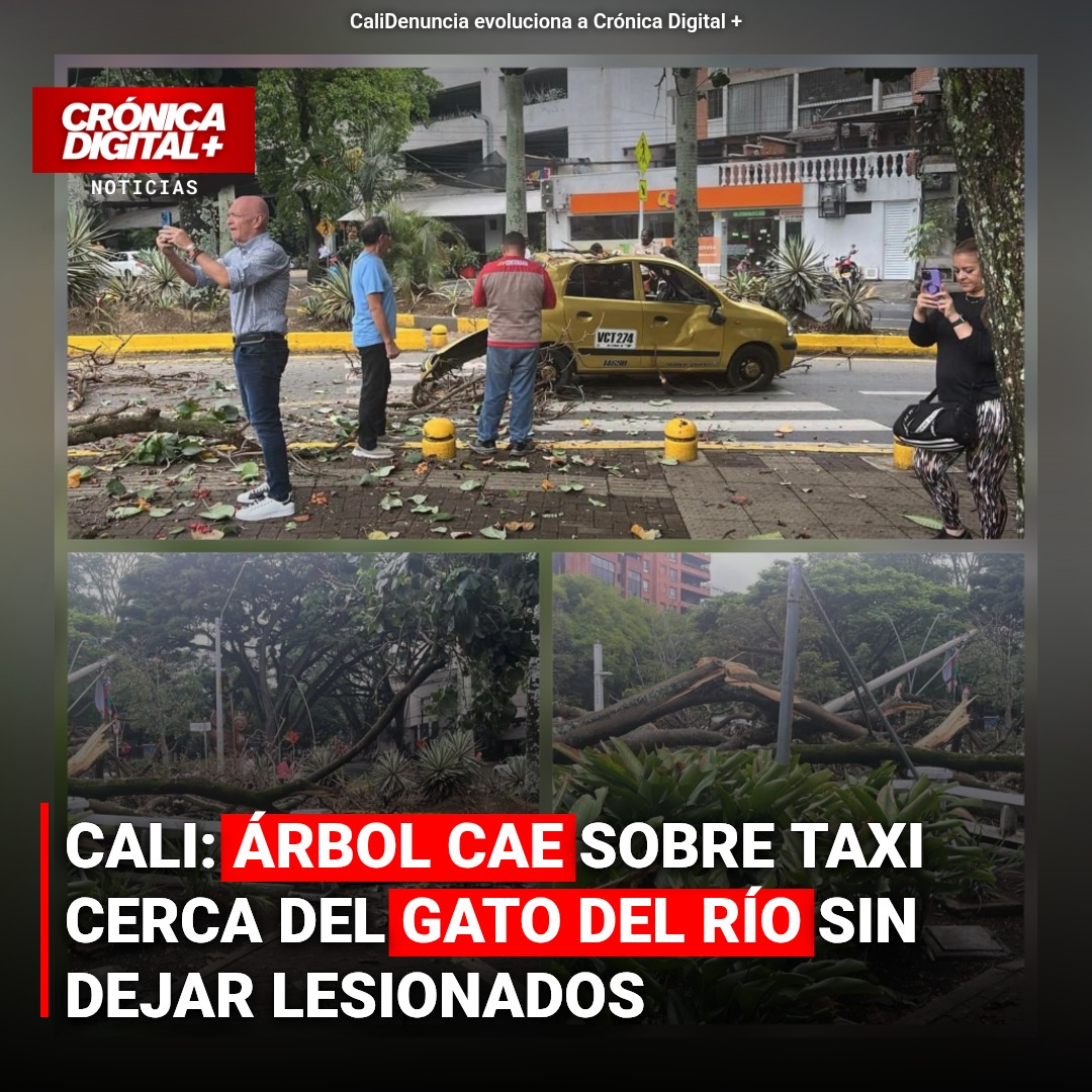 Árbol desplomado sobre taxi en Cali: siniestro sin heridos
