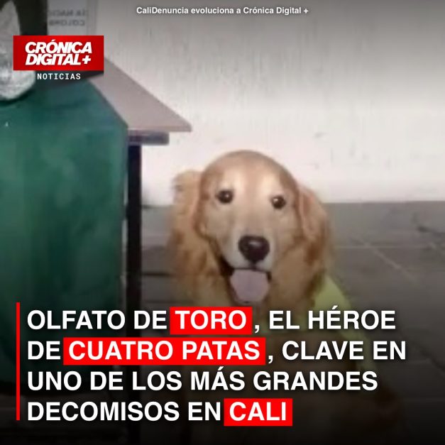 Toro, el perro policía que frustró megadecomiso de cocaína en Cali