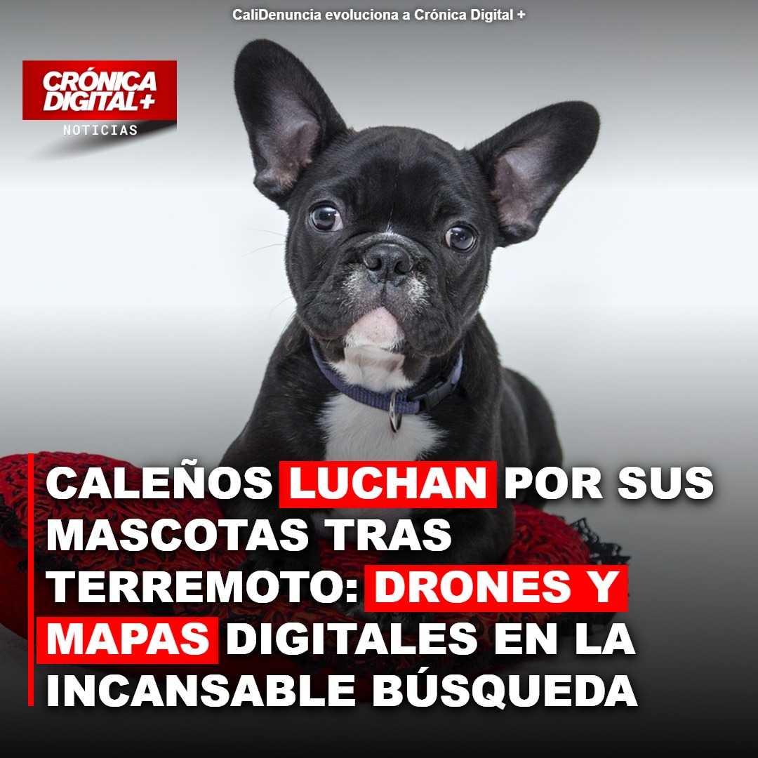 Caleños lideran búsqueda con drones y mapas tras sismo para salvar mascotas