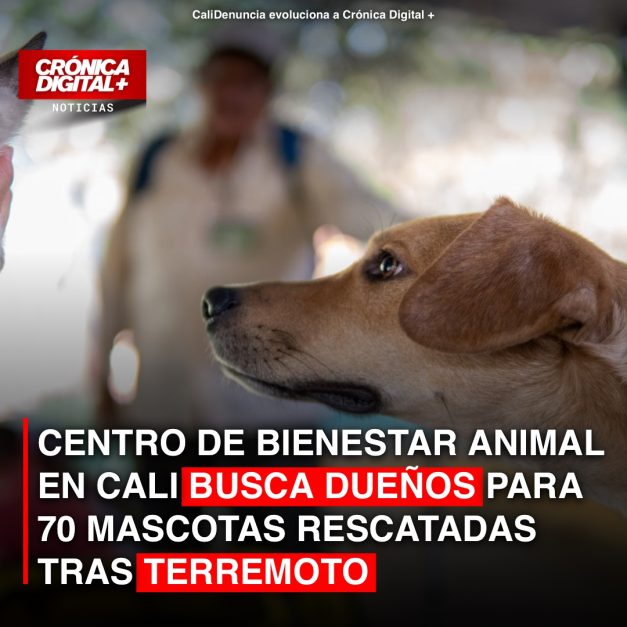 Cali: 70 mascotas rescatadas post-terremoto buscan a sus dueños