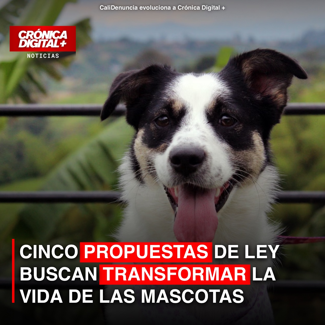 Cinco propuestas buscan transformar la tenencia de mascotas en Colombia