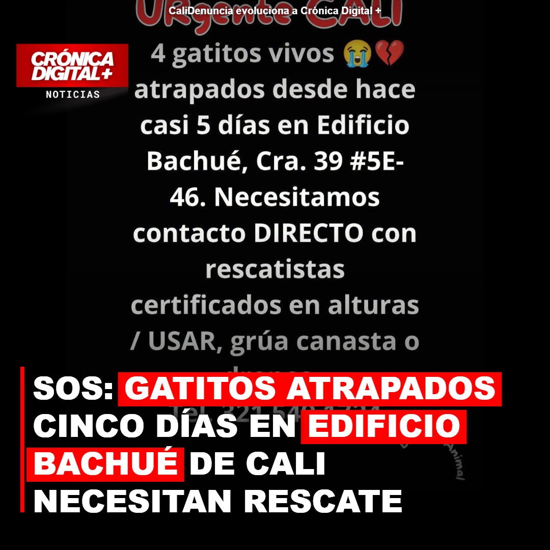 Clamor en Cali por rescate de gatitos atrapados cinco días en Edificio Bachué
