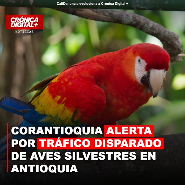 Corantioquia: Tráfico de aves silvestres Psittacidae se dispara en Antioquia