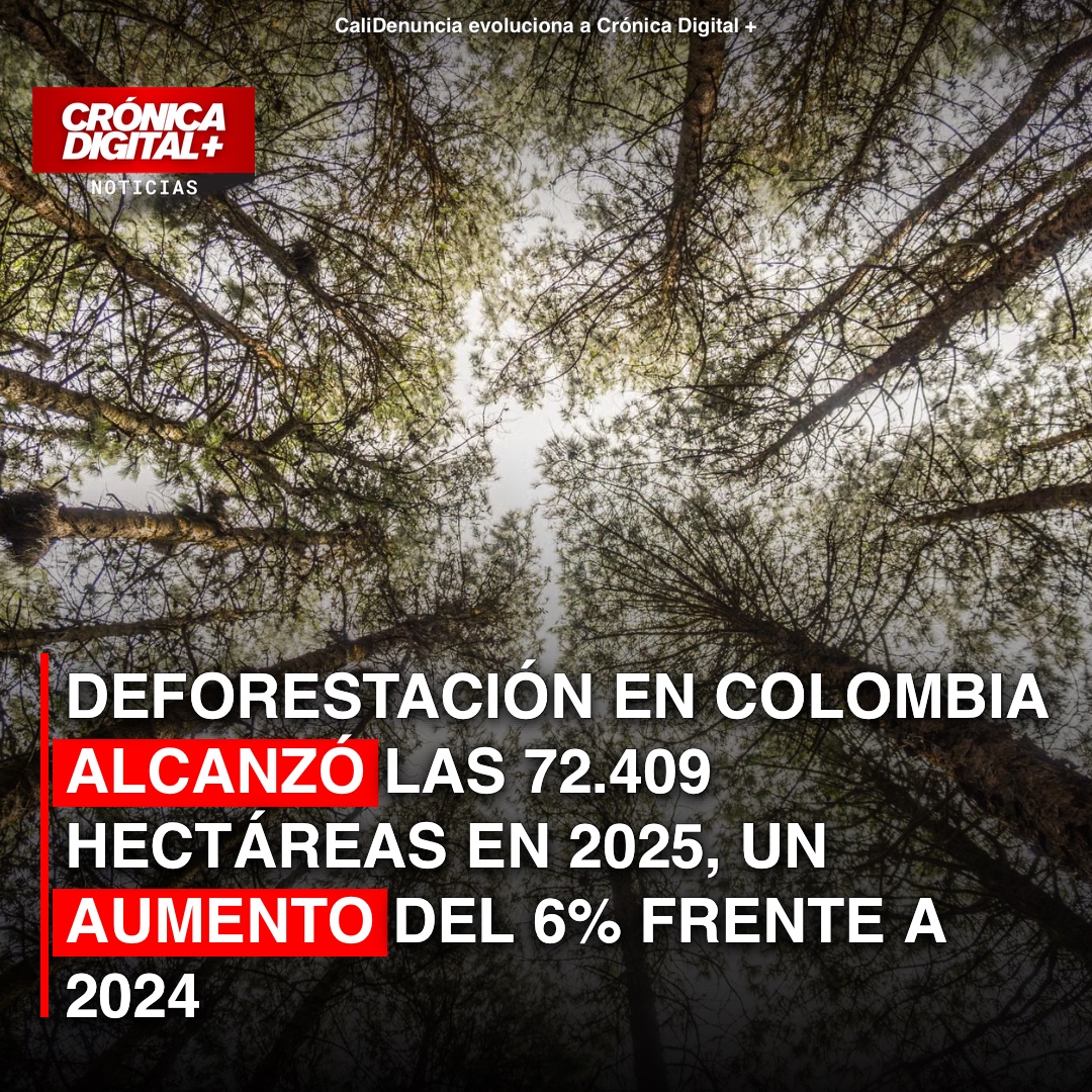 Deforestación en Colombia repunta 6% en 2025; Amazonía la más impactada