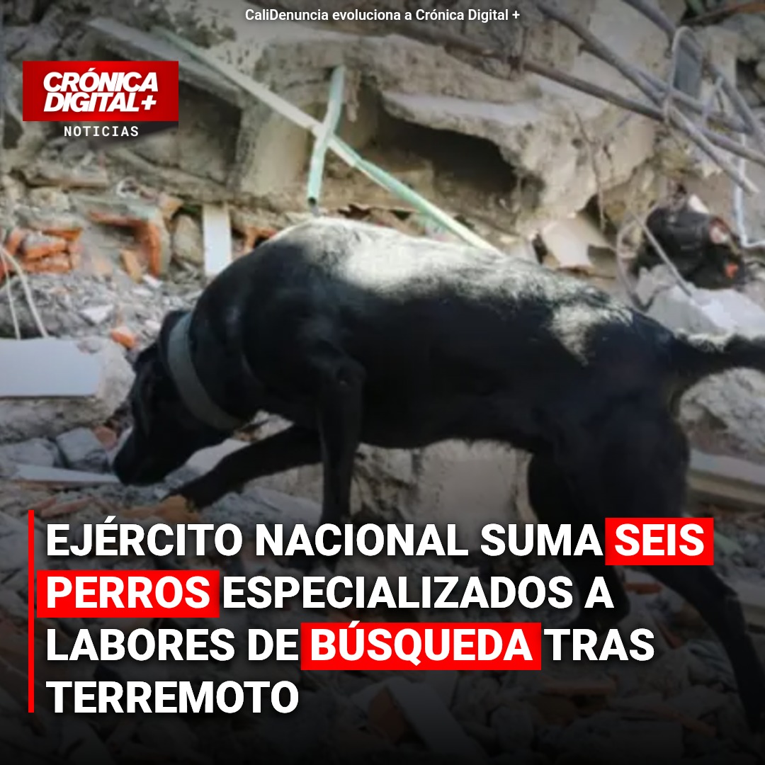 Ejército refuerza búsqueda tras terremoto con seis binomios caninos especializados