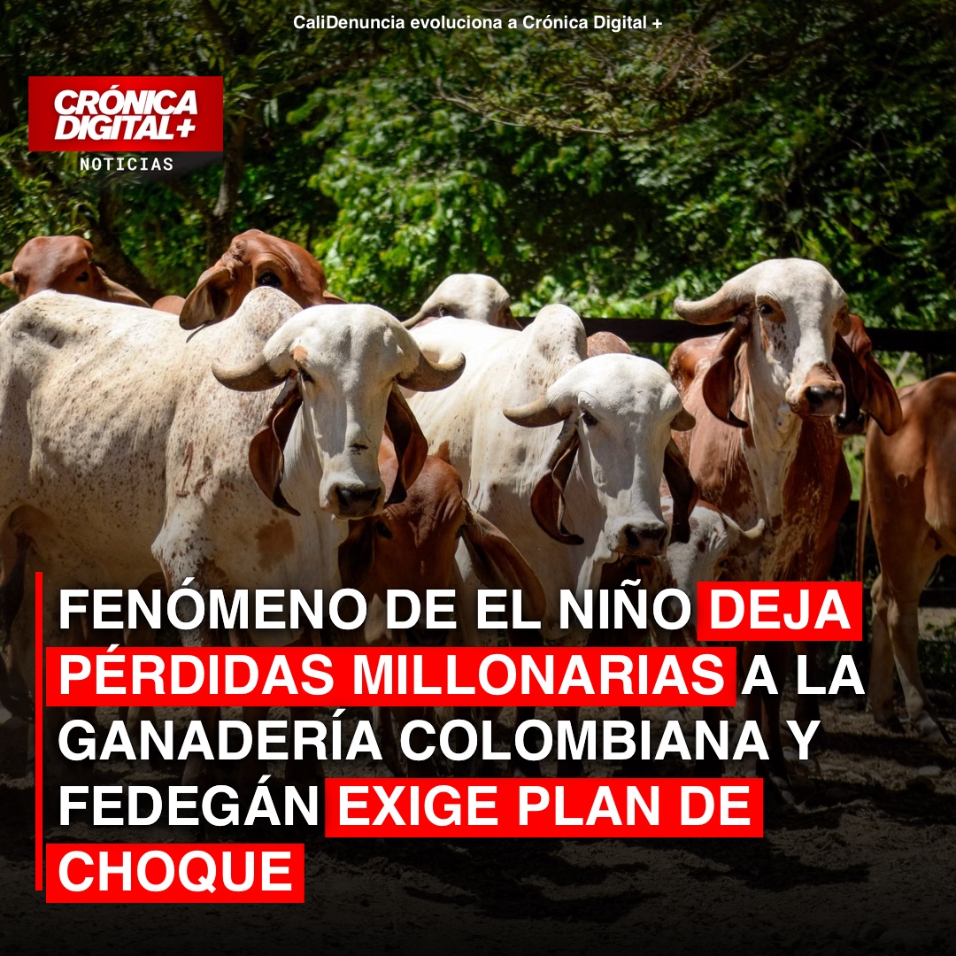 Ganadería colombiana: El Niño causa pérdidas por $47.000 millones y Fedegán exige acciones