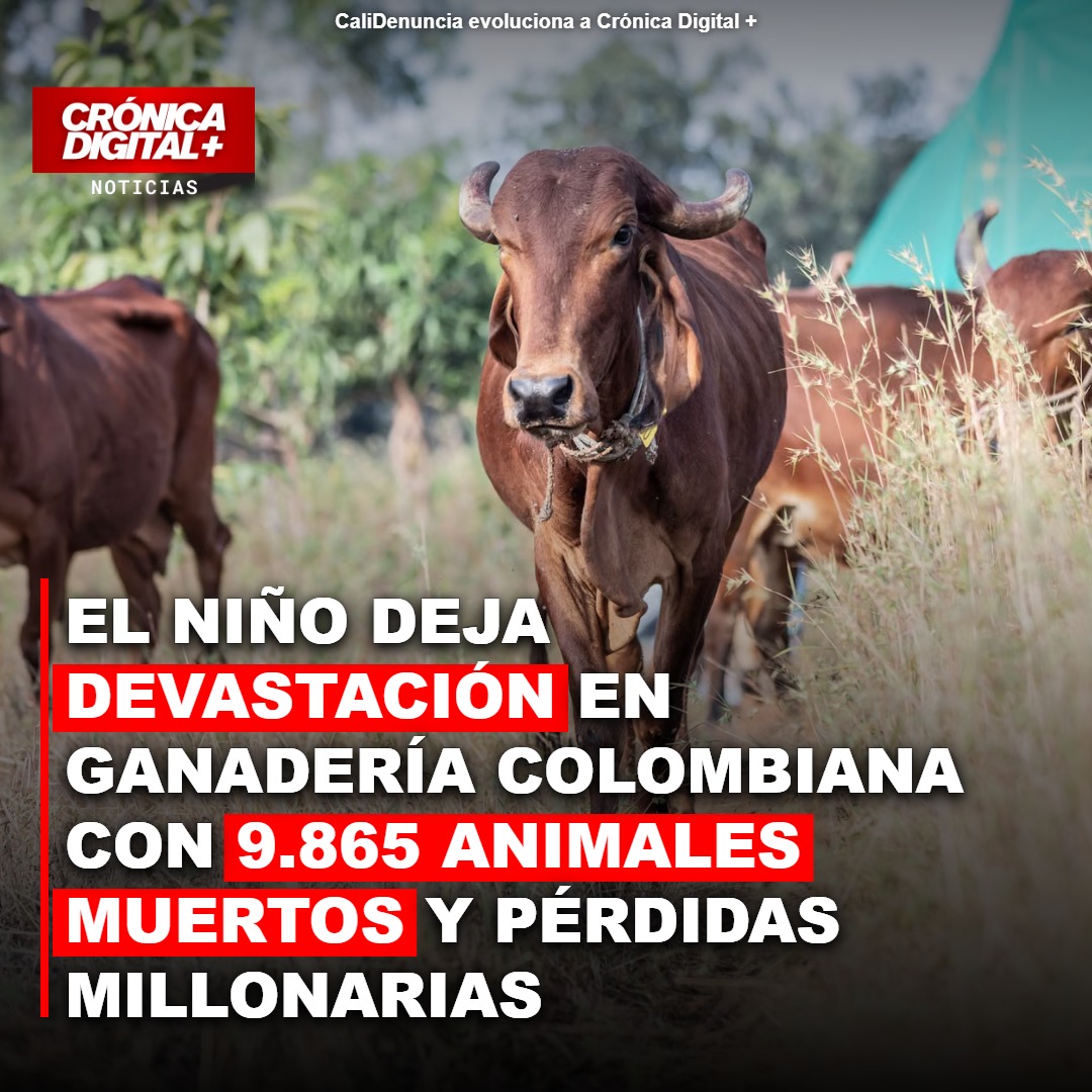 Ganadería colombiana en crisis: El Niño causa 9.865 muertes y $47.000 millones en pérdidas