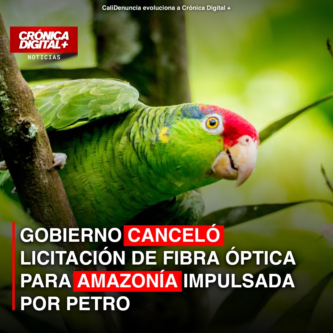 Gobierno de la Espriella cancela licitación clave para fibra óptica amazónica