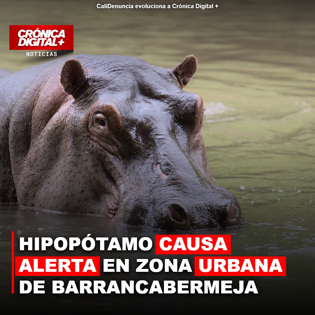 Hipopótamo en Barrancabermeja: ¿Nueva amenaza urbana o reencuentro?