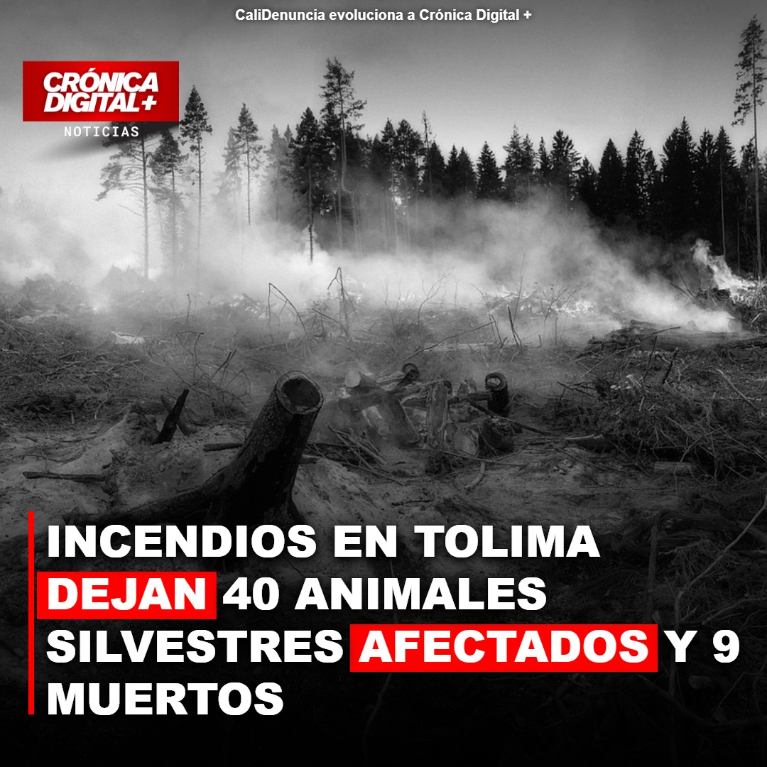 Incendios en Tolima: 40 animales silvestres afectados y 9 muertos por voracidad del fuego