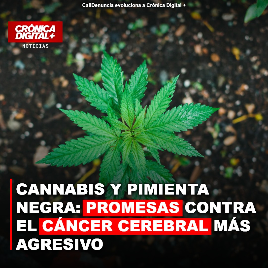 Innovación colombiana: cannabis y pimienta negra contra agresivo cáncer cerebral