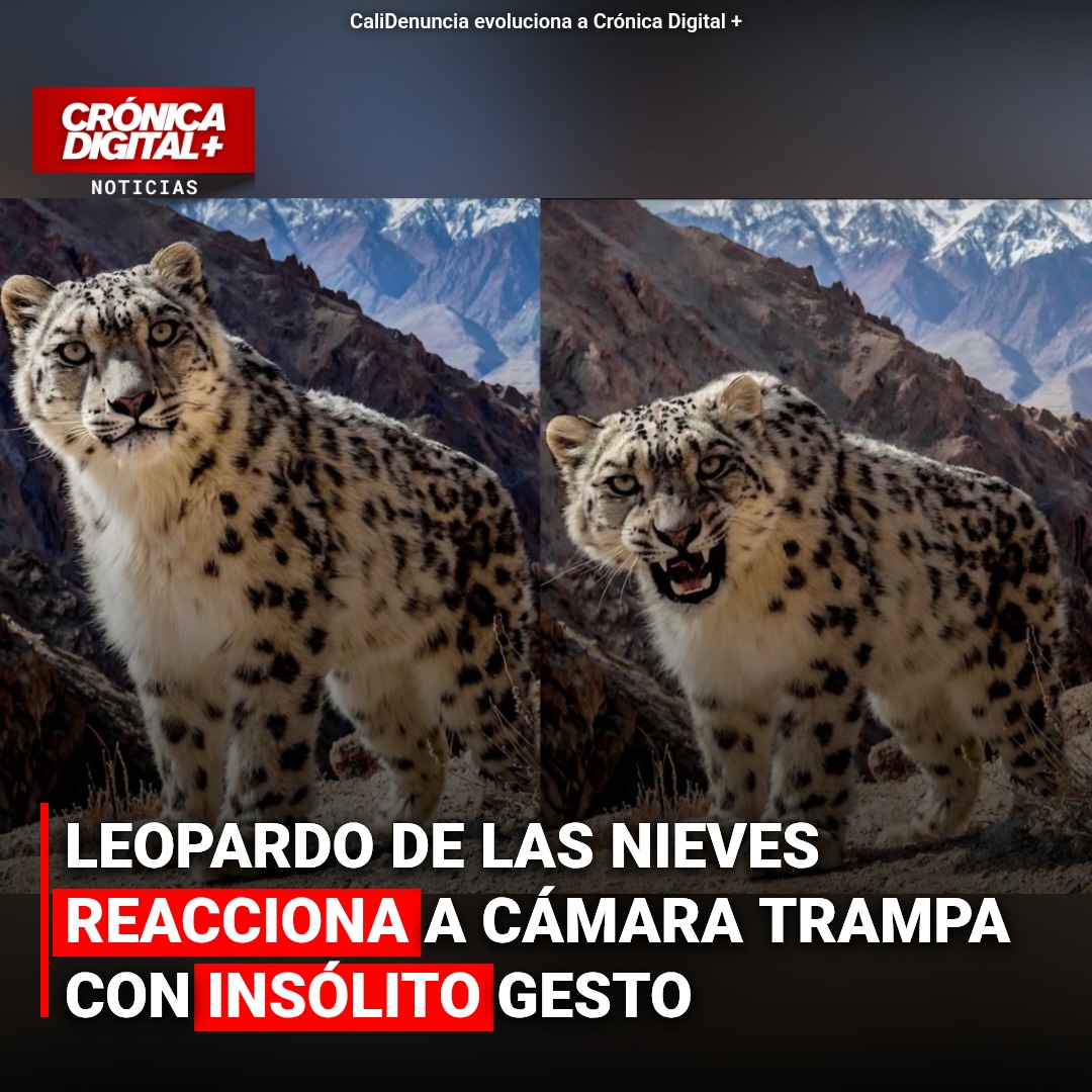 Leopardo de las Nieves Revela Comportamiento Instintivo ante Cámara Trampa