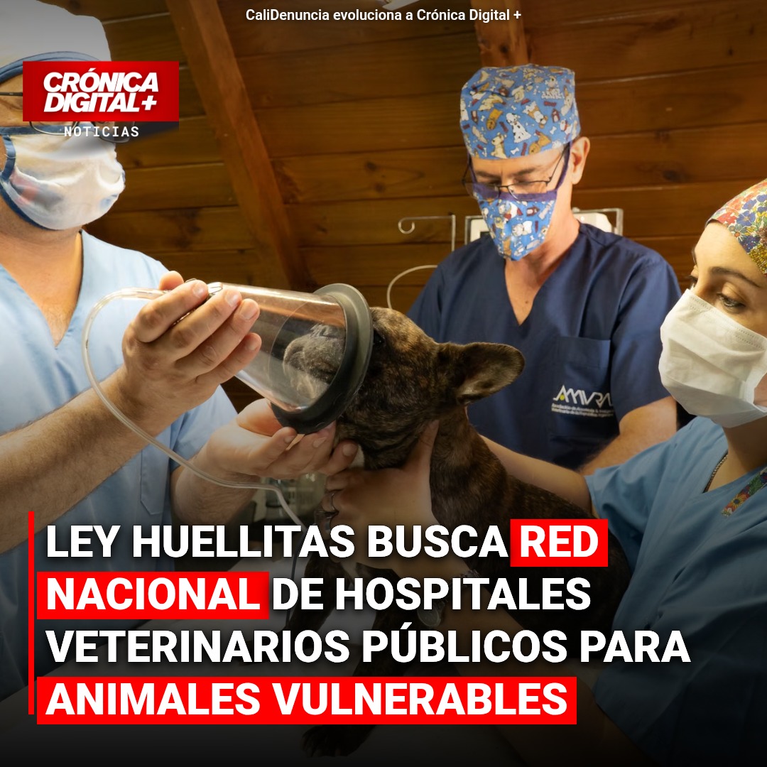 Ley Huellitas impulsa red nacional de hospitales veterinarios públicos