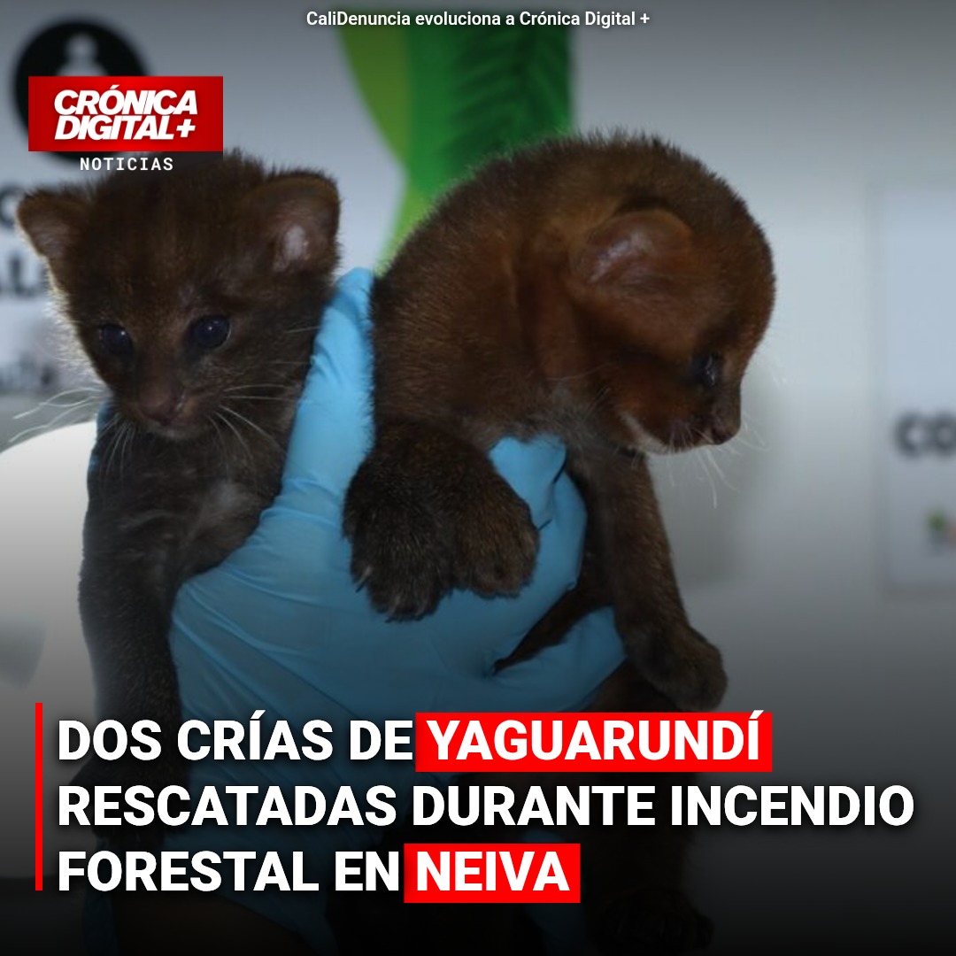 Rescatan crías de yaguarundí de incendio en Neiva: lucha por la fauna silvestre