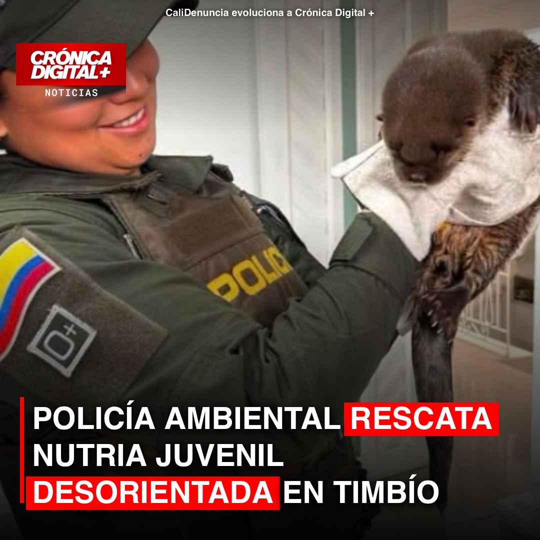 Rescate de nutria juvenil desorientada en Timbío subraya desafíos de fauna silvestre