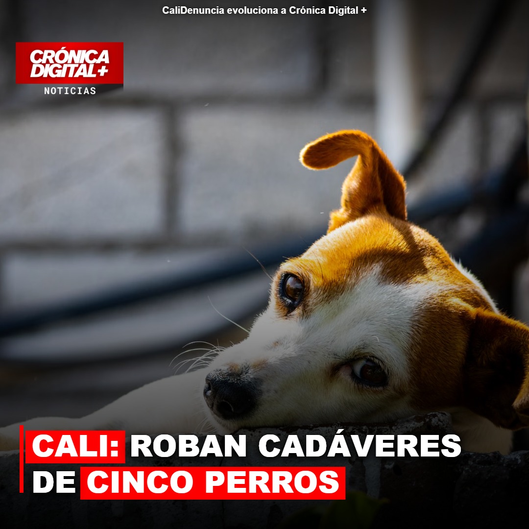 Robo de cadáveres de cinco perros en Cali: ¿ritual, mercado negro o un crimen inédito?
