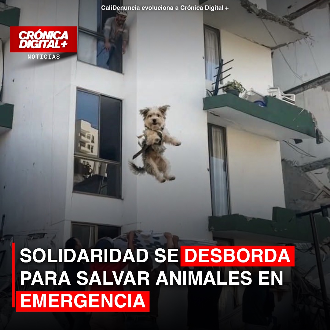 Solidaridad en Colombia: Rescate animal masivo ante la emergencia