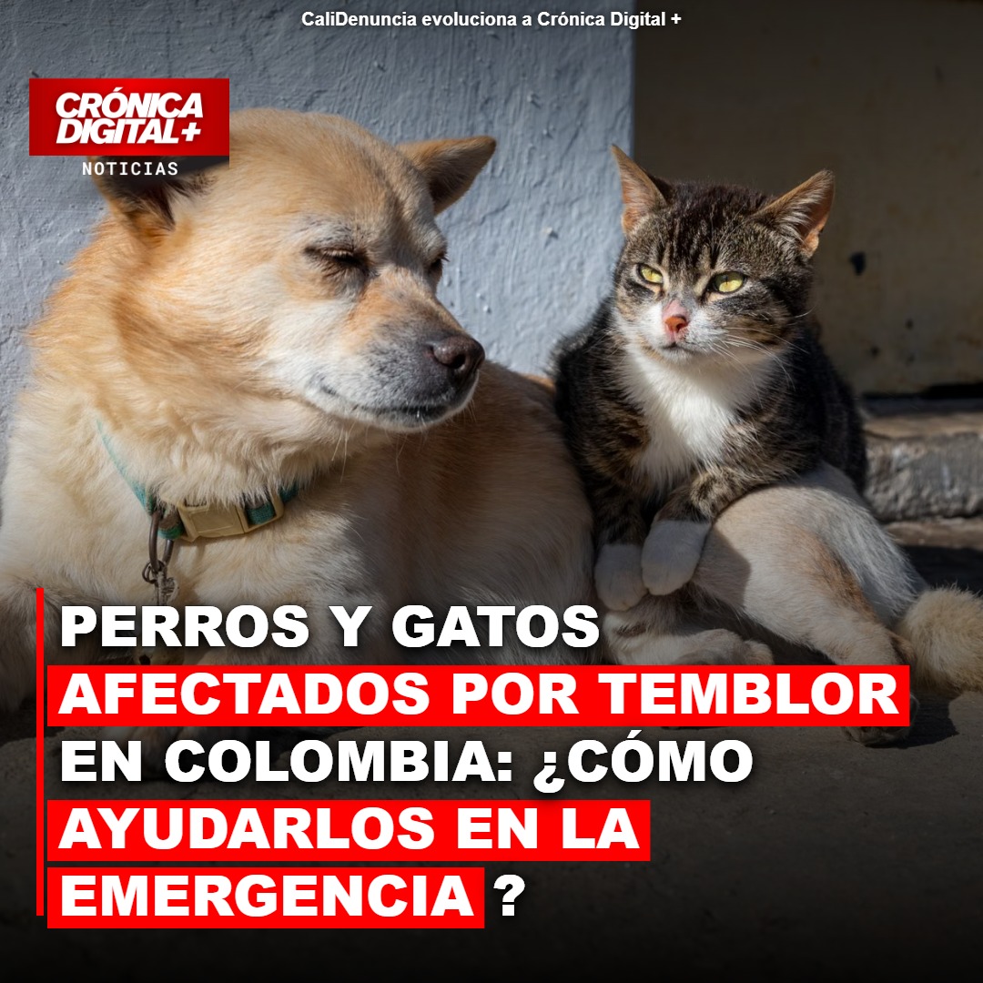 Terremoto en Colombia: el impacto en animales y la búsqueda de soluciones