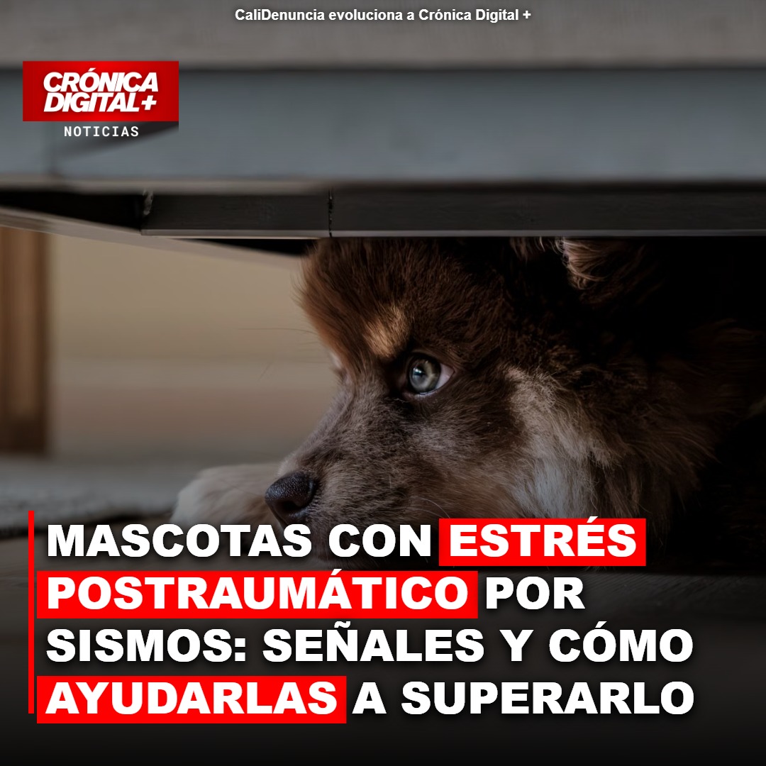 Terremotos: Estrés postraumático afecta mascotas en Colombia
