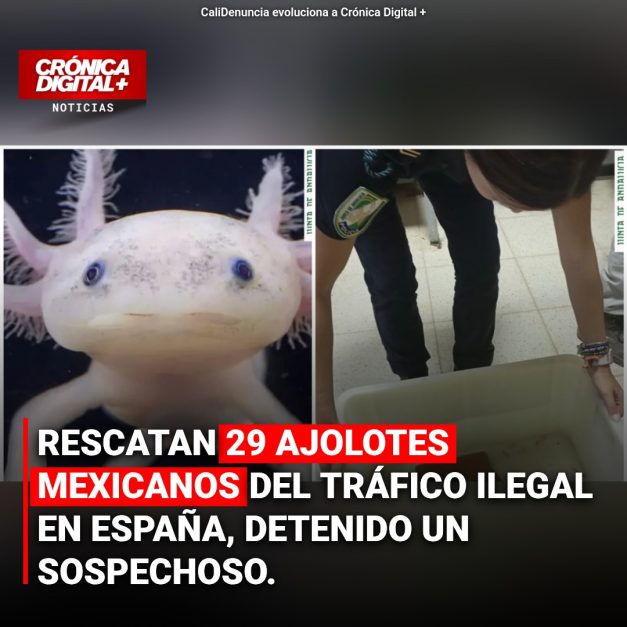 Tráfico de Ajolotes: España Rescata 29 Ejemplares en Operativo Clave