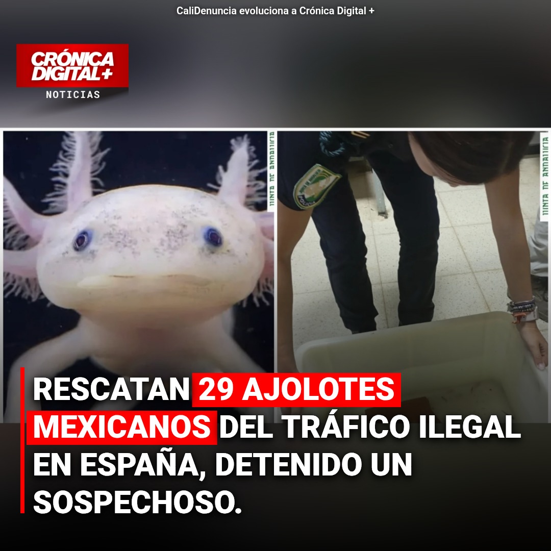 Tráfico de Ajolotes: España Rescata 29 Ejemplares en Operativo Clave