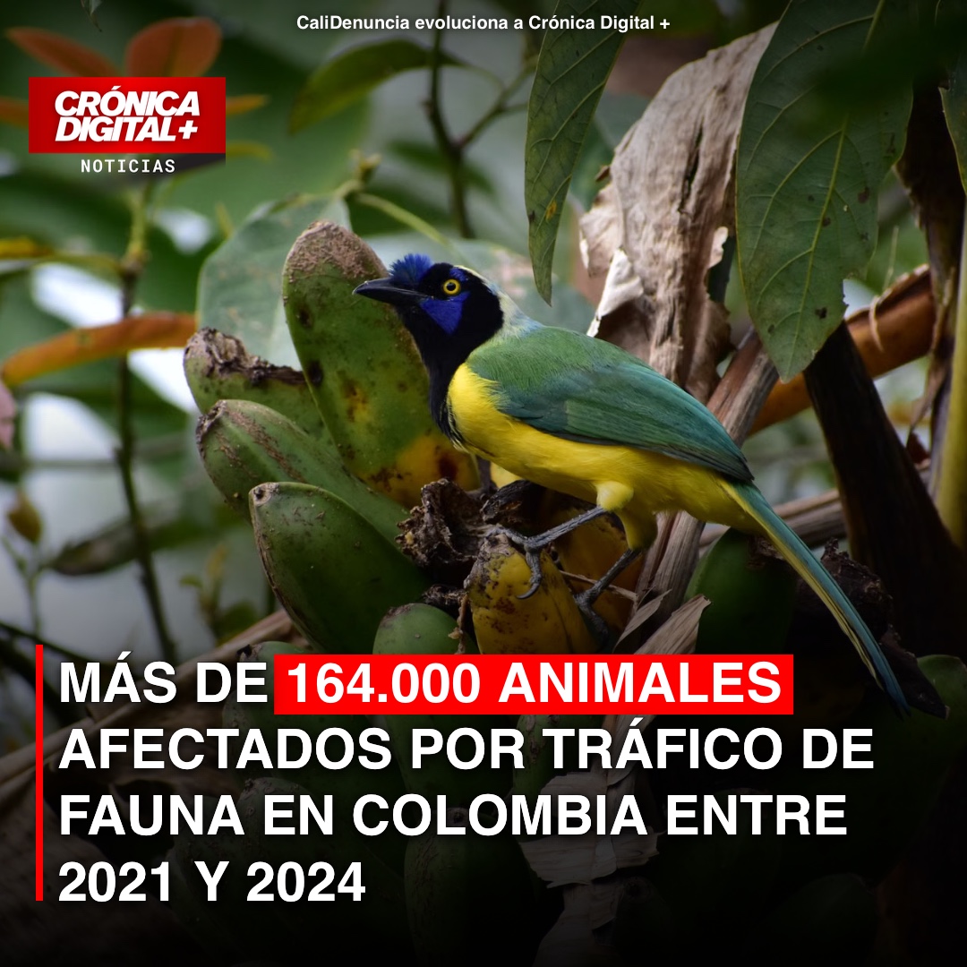Tráfico de fauna: 164.929 animales afectados en Colombia (2021-2024)