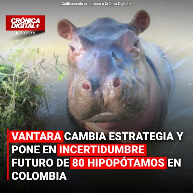 Vantara replantea estrategia y genera incertidumbre para hipopótamos colombianos