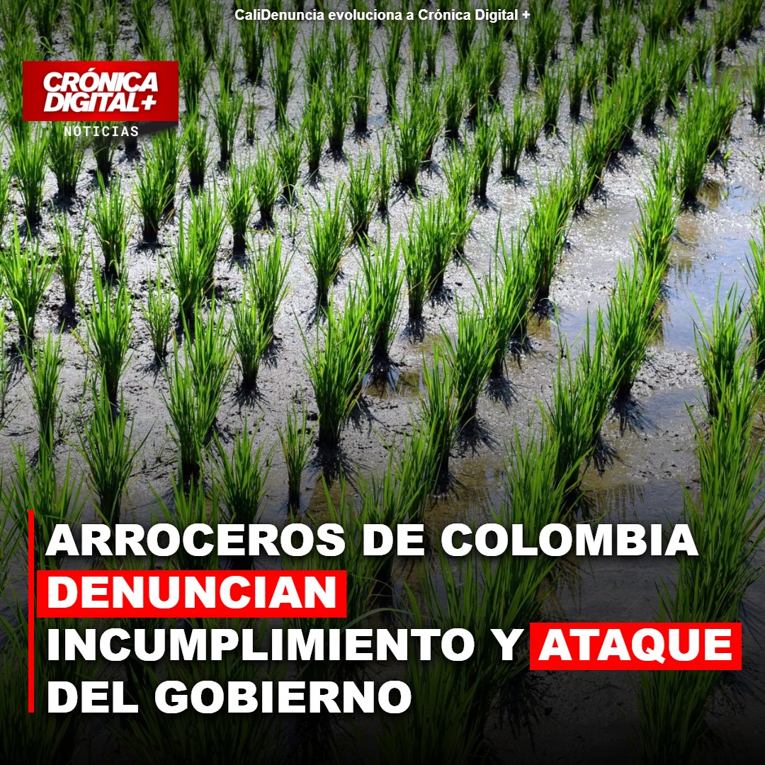 Arroceros denuncian incumplimiento y «ataque» del Gobierno