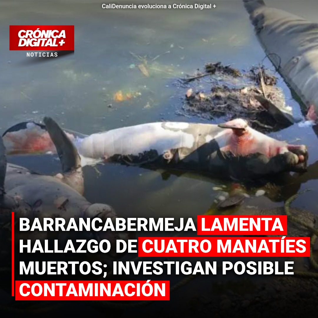 Cuatro manatíes hallados muertos en Barrancabermeja: investigan contaminación