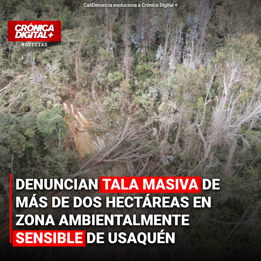 Denuncian tala masiva en Usaquén, Bogotá: ¿dos hectáreas de bosque en riesgo?